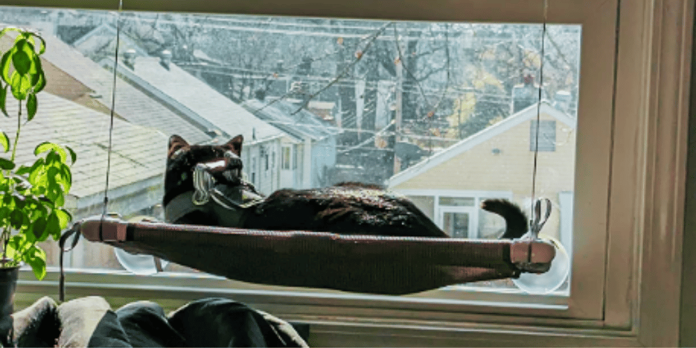 how-do-i-make-my-window-cat-friendly