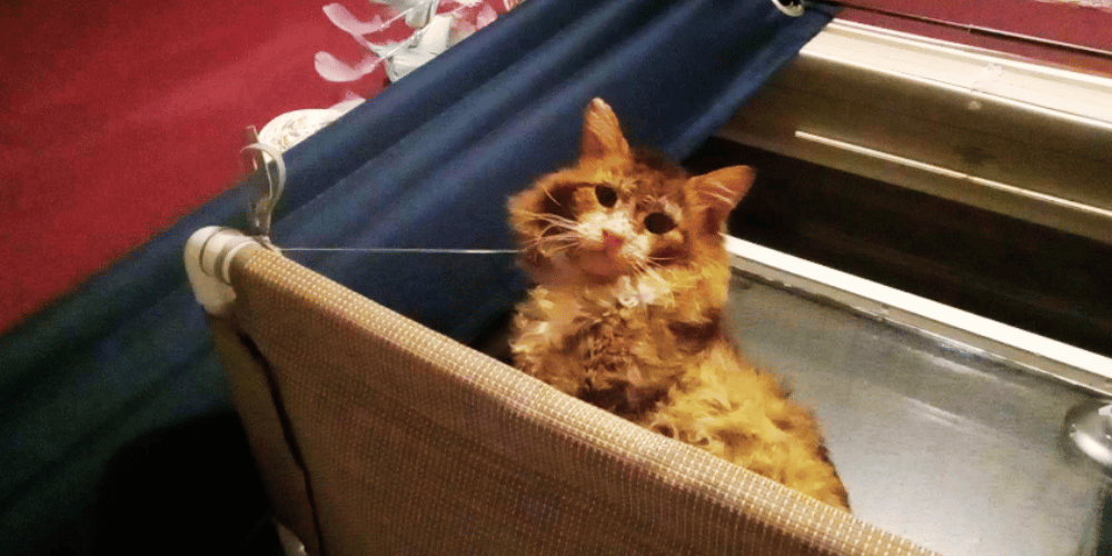 how-do-i-make-my-window-cat-friendly