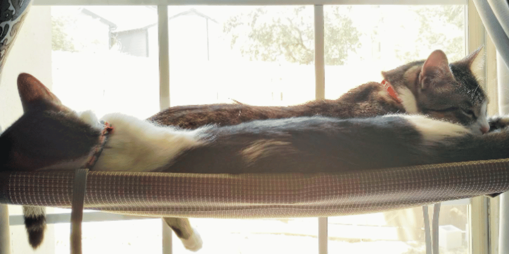 how-do-i-make-my-window-cat-friendly