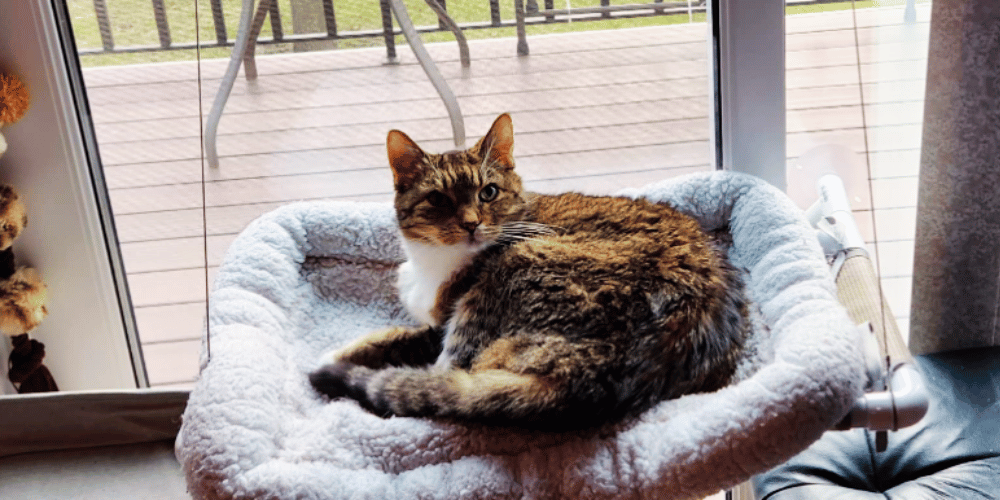 how-do-i-make-my-window-cat-friendly