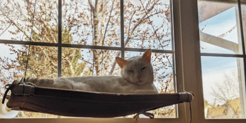 how-do-i-make-my-window-cat-friendly