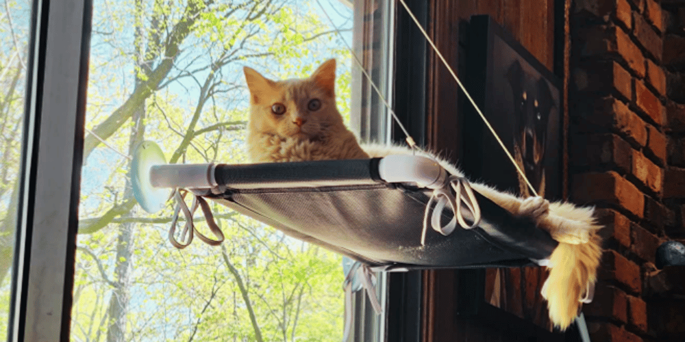 how-do-i-make-my-window-cat-friendly