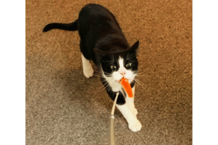 how-do-you-make-a-homemade-cat-wand