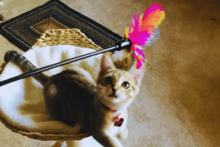 how-do-you-make-a-homemade-cat-wand