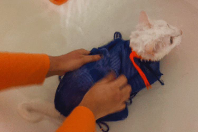 how-do-you-wash-a-cat-in-a-bag