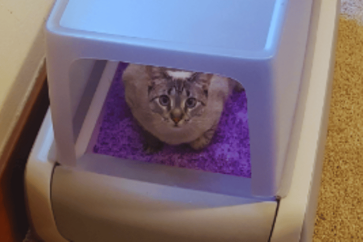 what-air-purifier-helps-with-cat-allergies
