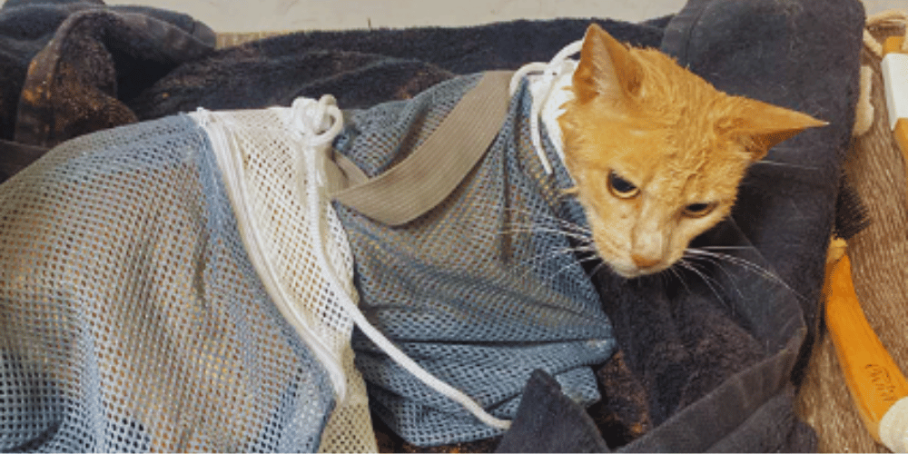 what-is-a-cat-bath-bag