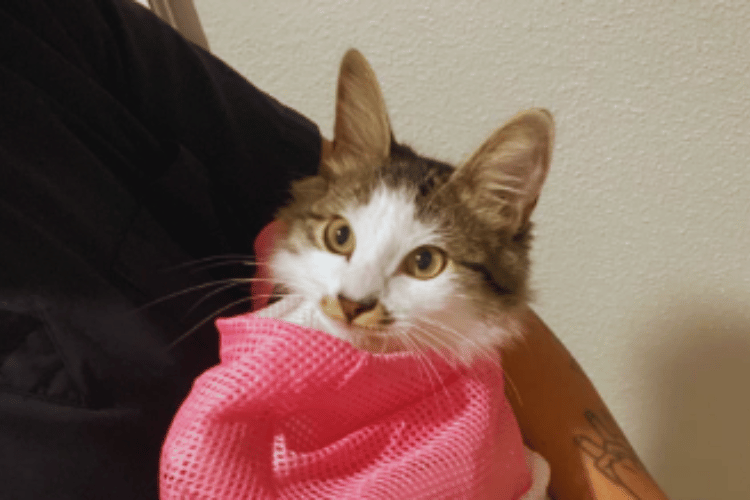 what-is-a-cat-bath-bag