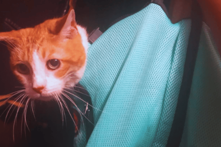 what-is-a-cat-bath-bag