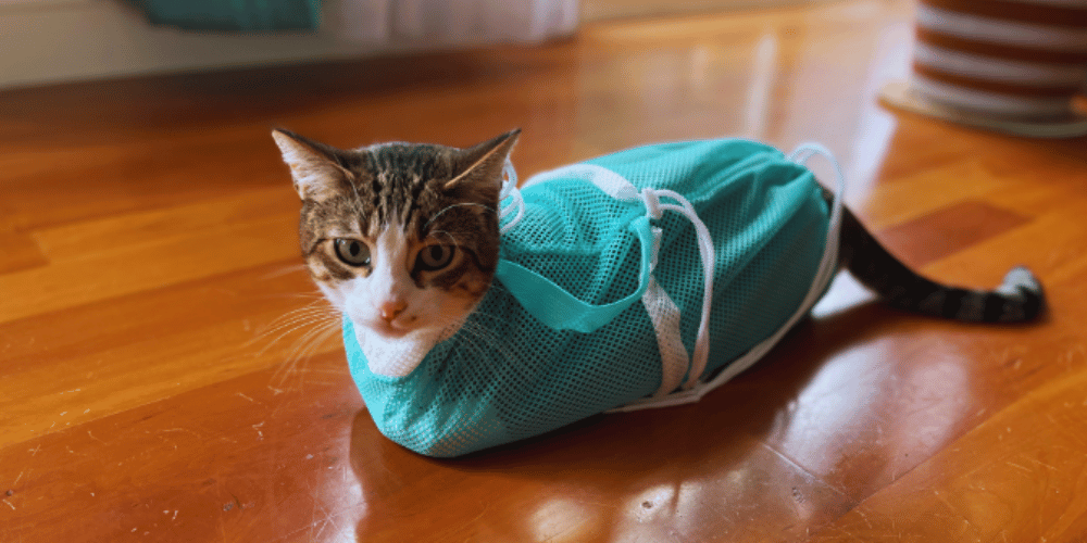 do-cat-bath-bags-work