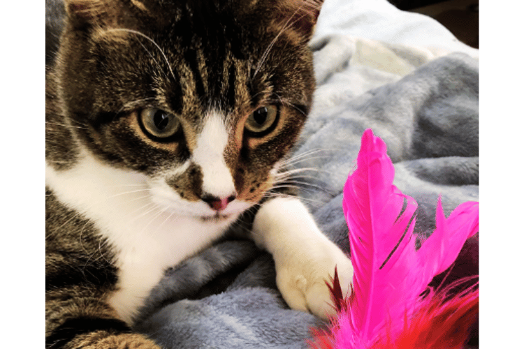 why-do-cats-like-feather-wands