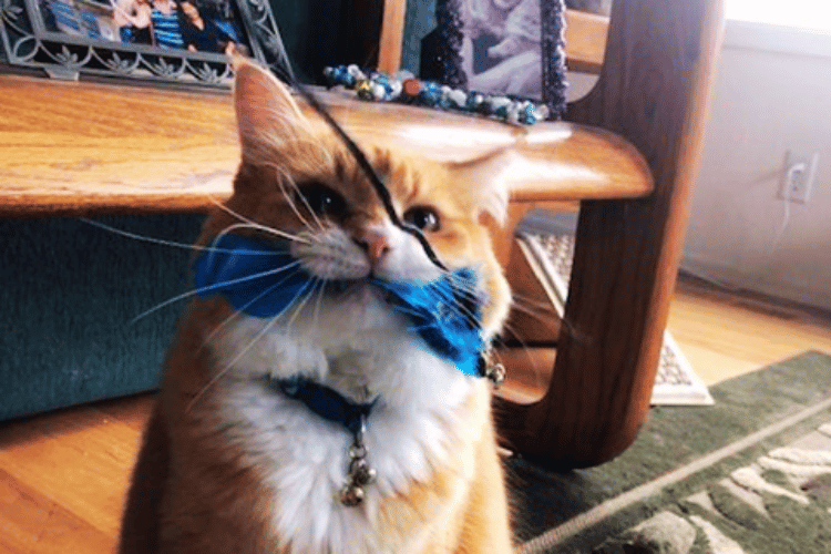 why-do-cats-like-feather-wands