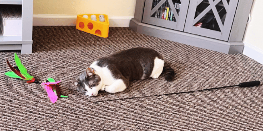 why-do-cats-like-wand-toys