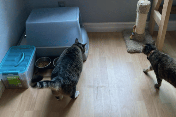 will-an-air-purifier-get-rid-of-cat-pee-smell