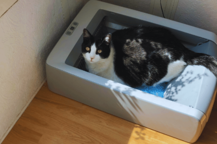 will-an-air-purifier-get-rid-of-cat-pee-smell