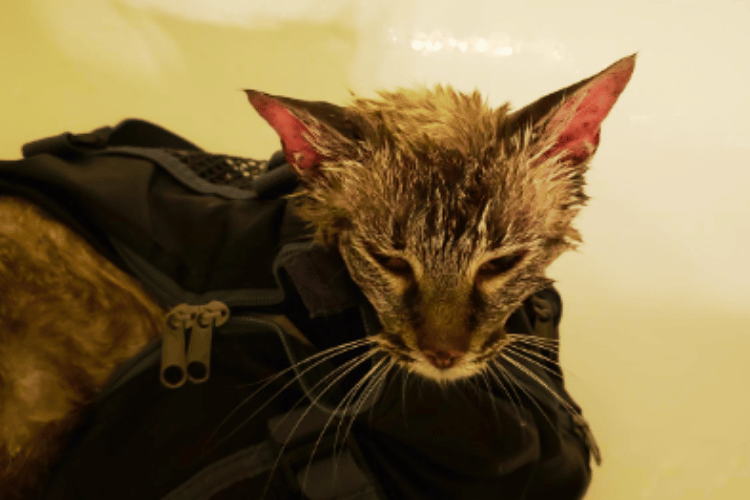 How-do-you-bathe-an-aggressive-cat?