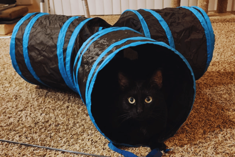 how-tall-should-a-cat-tunnel-be