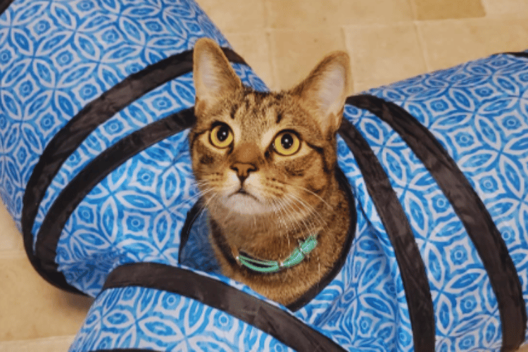 how-tall-should-a-cat-tunnel-be