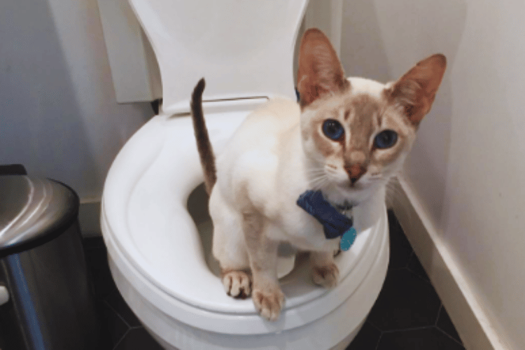 What-are-the-benefits-of-toilet-training-cats?