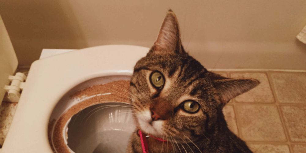 What-are-the-benefits-of-toilet-training-cats?