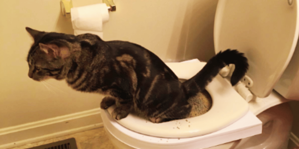 What-are-the-benefits-of-toilet-training-cats?