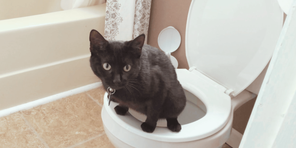 What-are-the-benefits-of-toilet-training-cats?