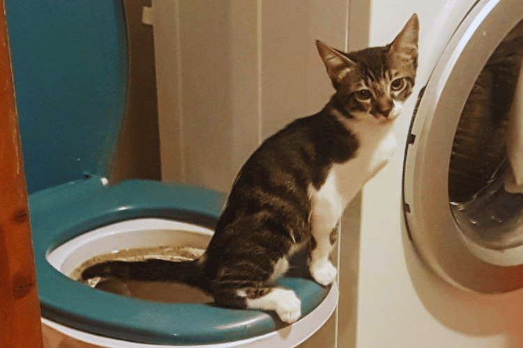 What-are-the-benefits-of-toilet-training-cats?