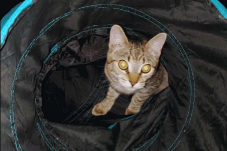 What-makes-a-good-cat-tunnel? 