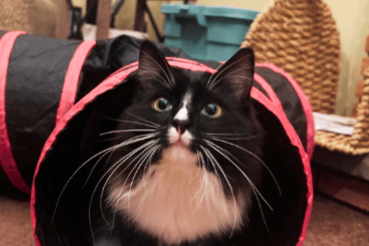 What-makes-a-good-cat-tunnel? 
