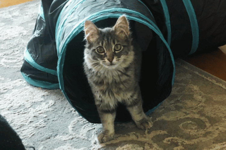 What-makes-a-good-cat-tunnel? 