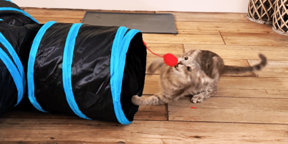 are-cat-tunnels-good-for-cats