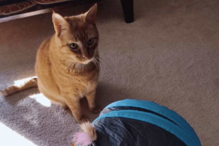 are-cat-tunnels-good-for-cats