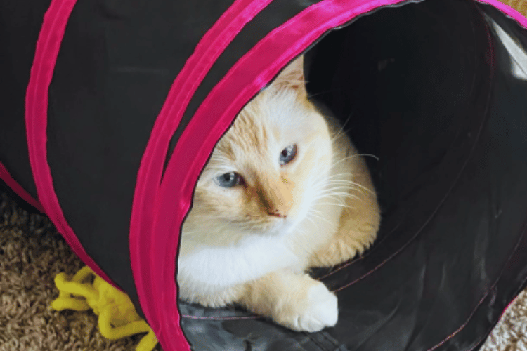 are-cat-tunnels-good-for-cats