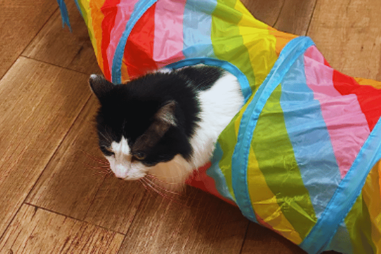 are-cat-tunnels-safe-for-cats