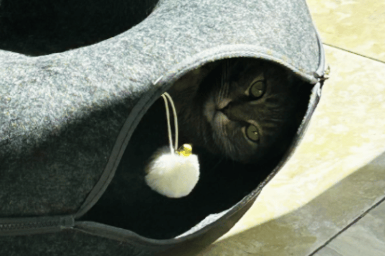 are-cat-tunnels-safe-for-cats