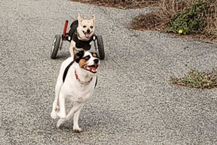 are-wheelchairs-good-for-dogs