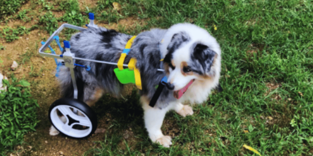 can-dogs-sleep-in-a-wheelchair