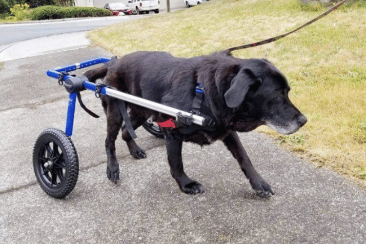 are-wheelchairs-good-for-dogs