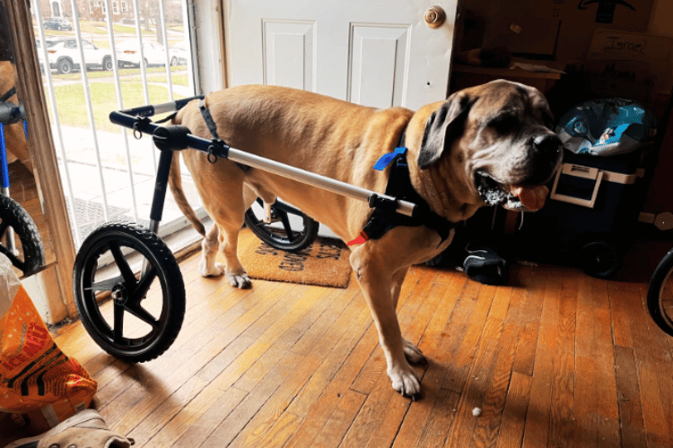 are-wheelchairs-good-for-dogs