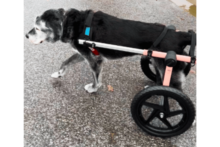 are-wheelchairs-good-for-dogs