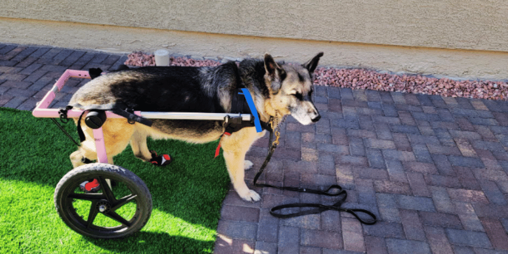 are-wheelchairs-good-for-dogs