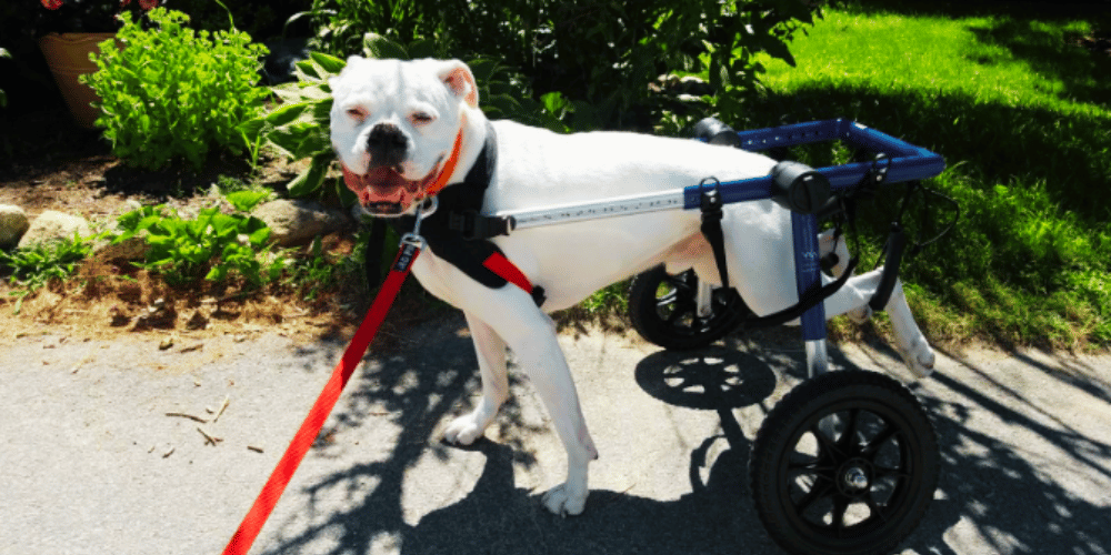 are-wheelchairs-good-for-dogs