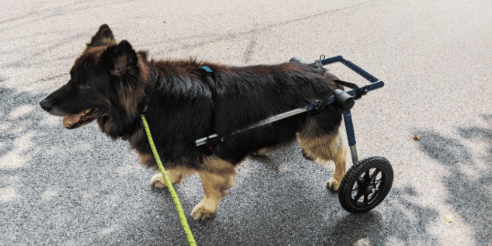 are-wheelchairs-good-for-dogs