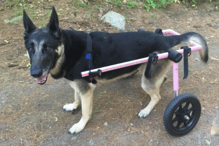 are-wheelchairs-good-for-dogs