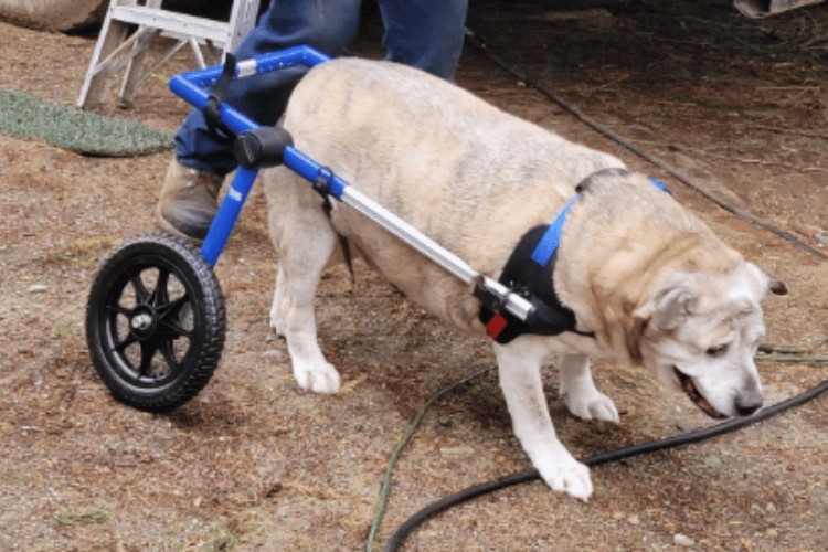 are-wheelchairs-good-for-dogs