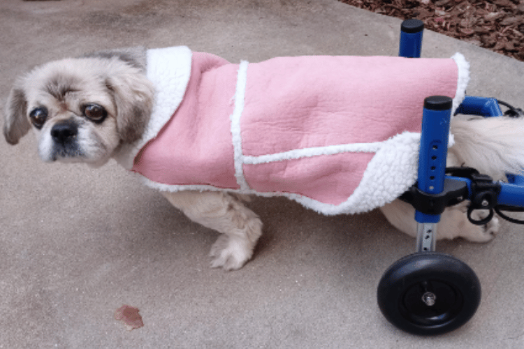 are-wheelchairs-good-for-dogs