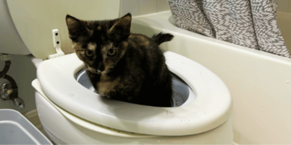 can-a-cat-be-trained-to-flush-the-toilet