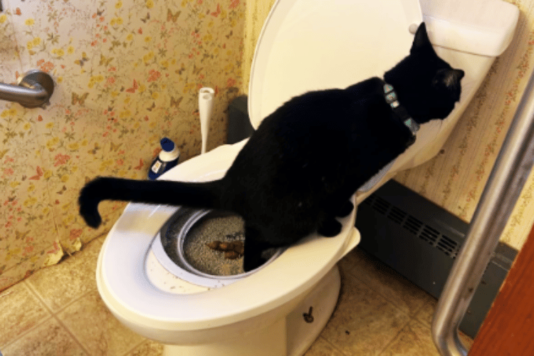 can-a-cat-be-trained-to-flush-the-toilet