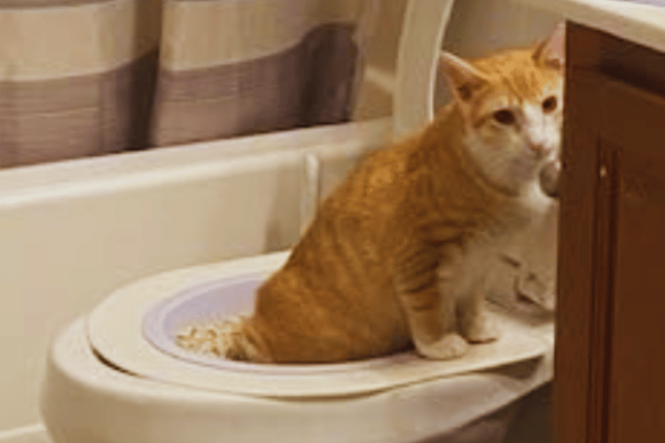 can-a-cat-be-trained-to-flush-the-toilet