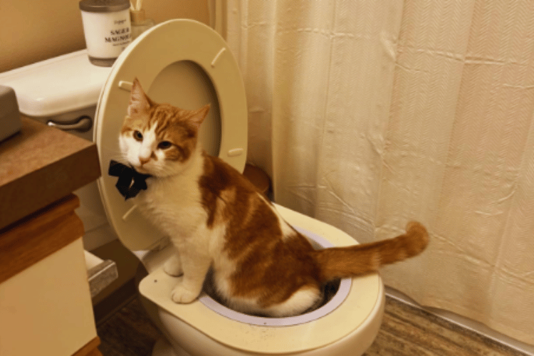 can-a-cat-be-trained-to-flush-the-toilet